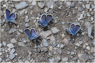 Heideblauwtje - Plebejus argus
