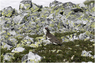 Alpensneeuwhoen - Lagopus muta