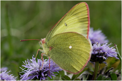 Veengeeltje - Colias palaeno