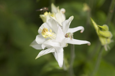 wilde Akelei - Aquilegia vulgaris