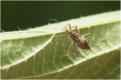 roofwantsensoort - Himacerus aptarus