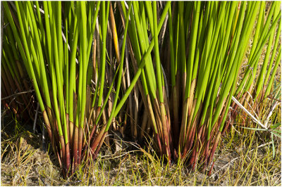 Pitrus - Juncus effusus