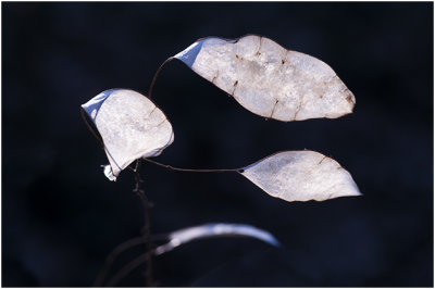 wilde Judaspenning - Lunaria rediviva