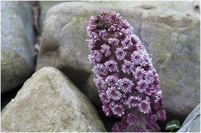 groot Hoefblad - Petasites hybridus