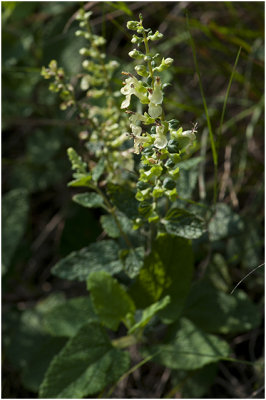 valse Salie - Teucrium scorodonia 