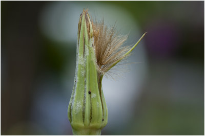 gele Morgenster - Tragopogon pratensis