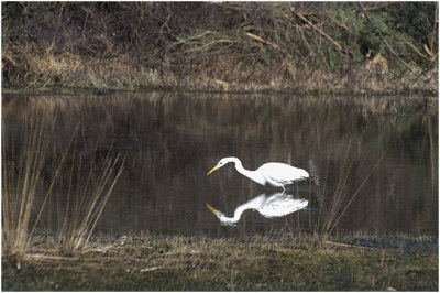 grote Zilverreiger - Ardea alba