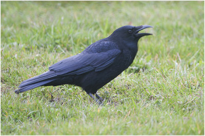 zwarte Kraai - Corvus corone