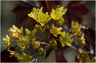 rode Japanse Esdoorn - Acer palmatum Atropurpureum