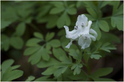 rankende Helmbloem - Corydalis claviculata