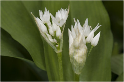 Daslook - Allium ursinum