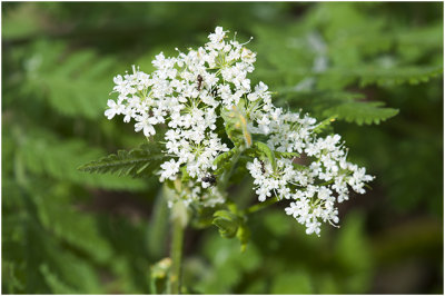 roomse Kervel - Myrrhis odorata