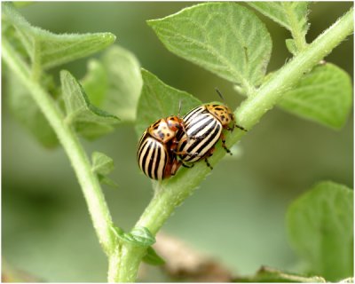Coloradokevers - Leptinotarsa decemlineata - copulerend
