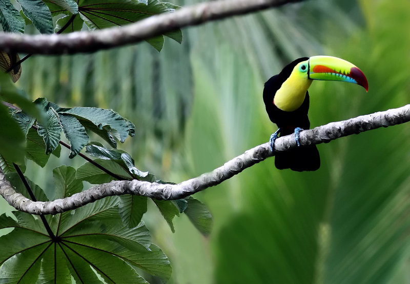 Keel-billed Toucan XIV.jpg