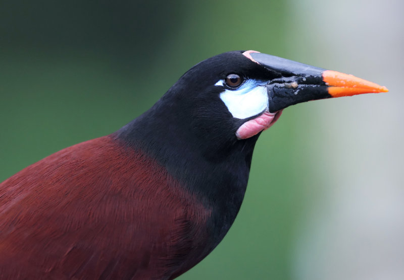 Montezuma Oropendola II copy.jpg