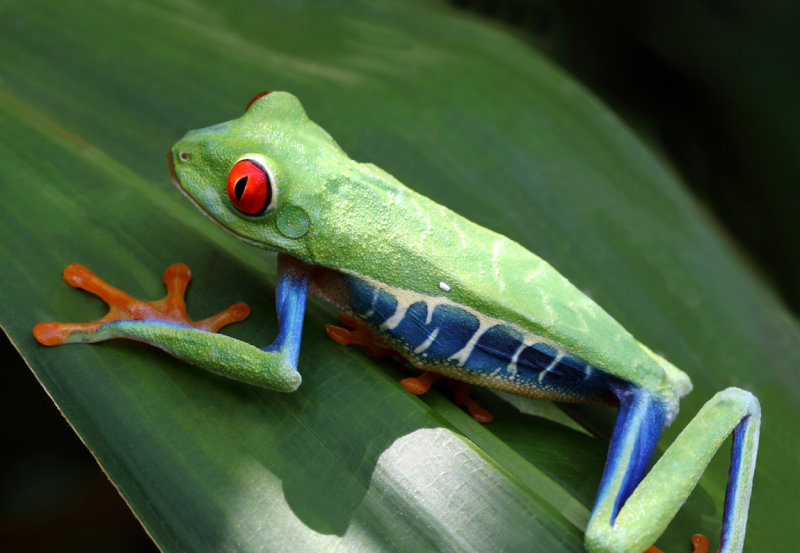 Red-eyed Tree Frog II copy.jpg