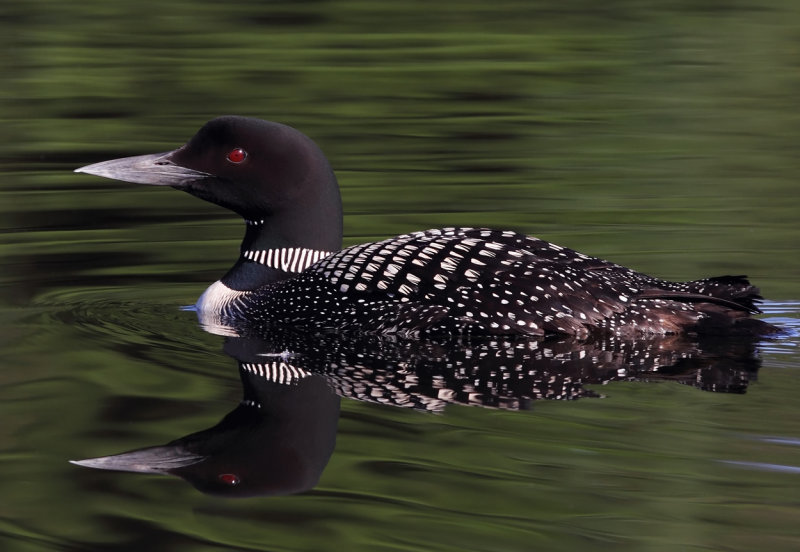 Loon in morning light II copy.jpg