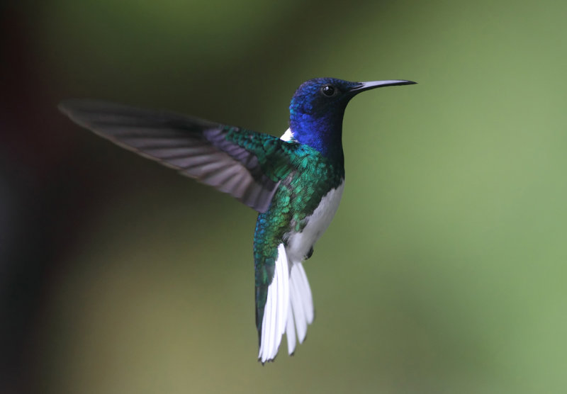 Hummingbird in flight II copy.jpg