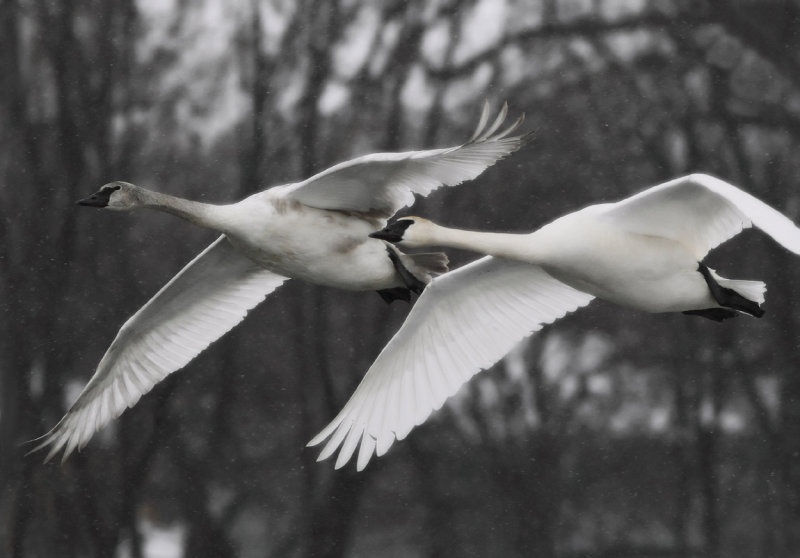 Swans gliding through snowfall III copy.jpg
