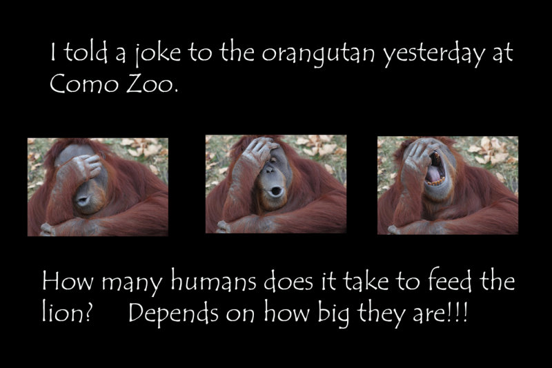 Orangutan Joke series copy.jpg