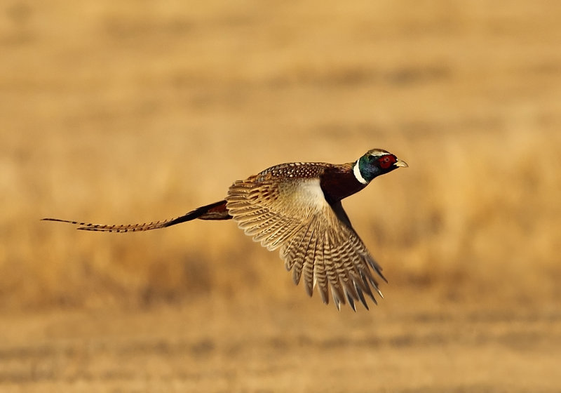 Rooster in flight II copy.jpg