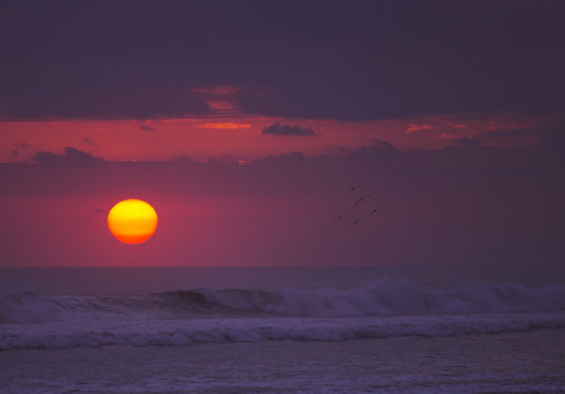 Pelicans at Sunset copy.jpg