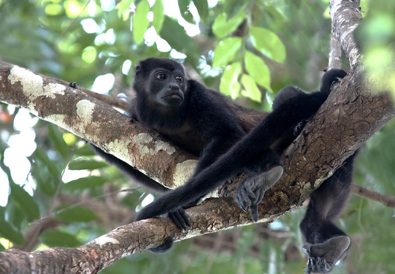 Howler mother and baby copy.jpg