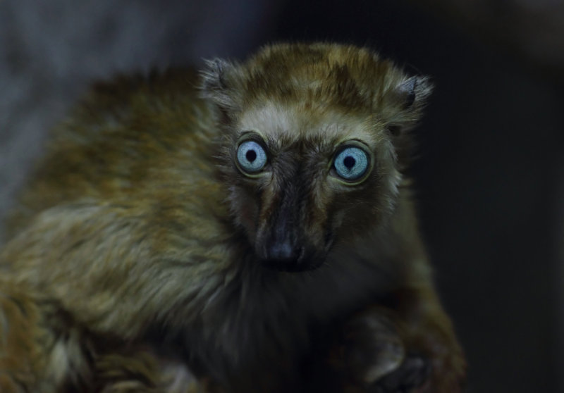 Blue-eyed Black Lemur(female) copy.jpg