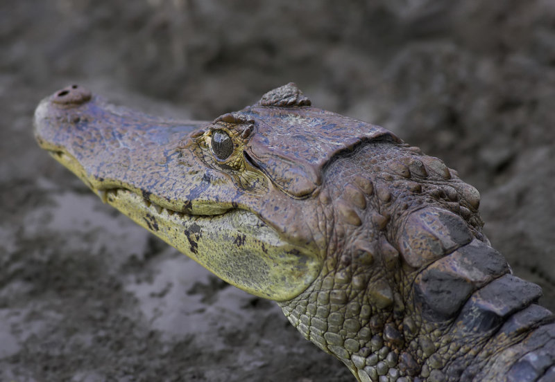 Cayman  Tarcoles river  Carara NP.jpg