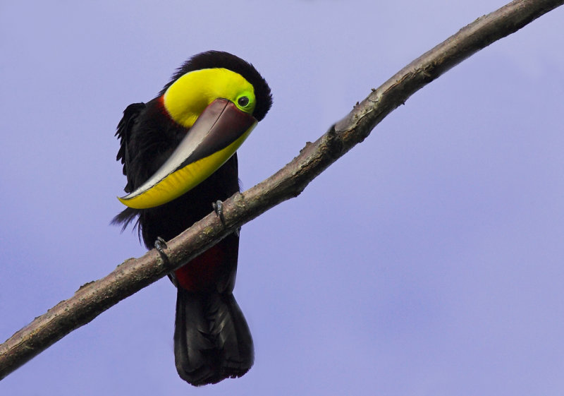 Chestnut mandibled toucan.jpg