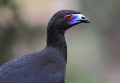 g2/68/382268/3/123547113.4rSXAN8C.jpg