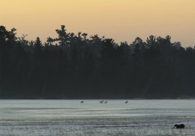 Wildlife sunrise on Itasca copy.jpg