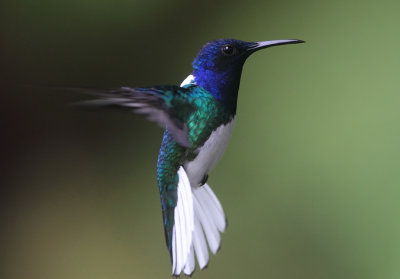 Costa Rica: Rincon de la Vieja
