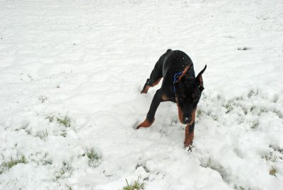 DSC_2130.jpg