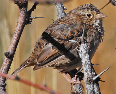 cassins_sparrow