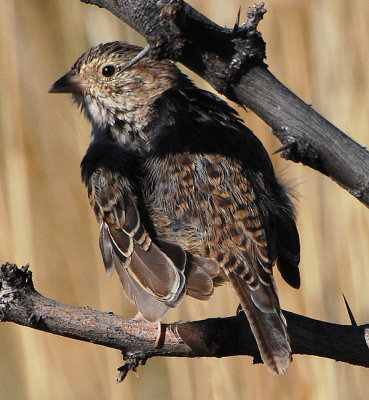 Cassin's Sparrow