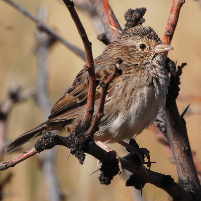 cassins_sparrow