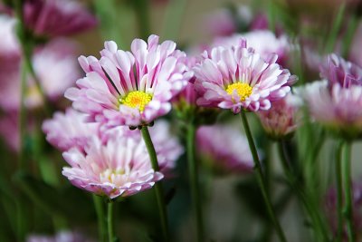 Daisies (_DSC0316.jpg)