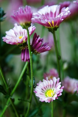 Daisies II (_DSC0324.jpg)