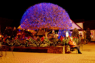 Mom by giant lighted purple tree