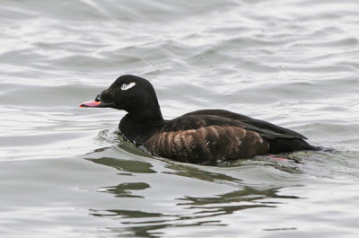 White-winged Scoter