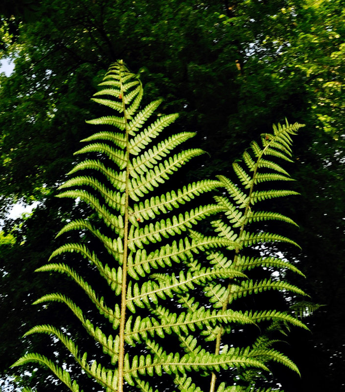 Ferns at Botanical Garden