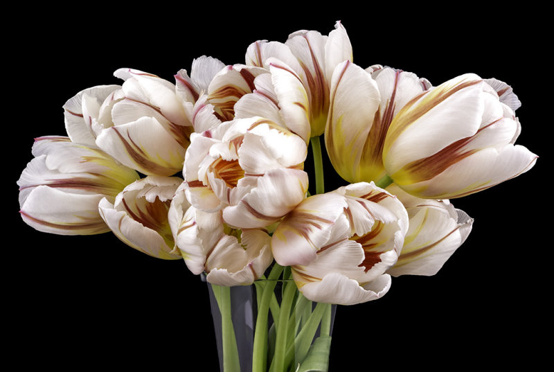 Fresh Tulips 3