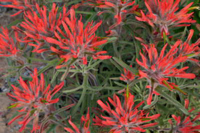 Indian Paintbrush