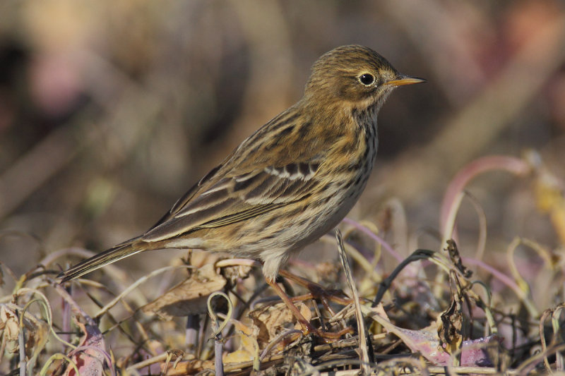 Meadow pipit (anthus pratensis), Cuarnens, Switzerland, October 2012