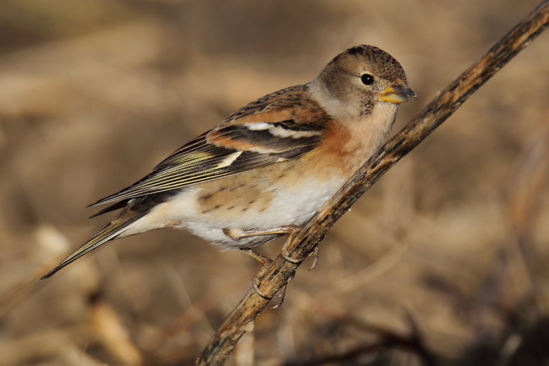 Brambling (fringilla montifringilla), Aclens, Switzerland, November 2012 
