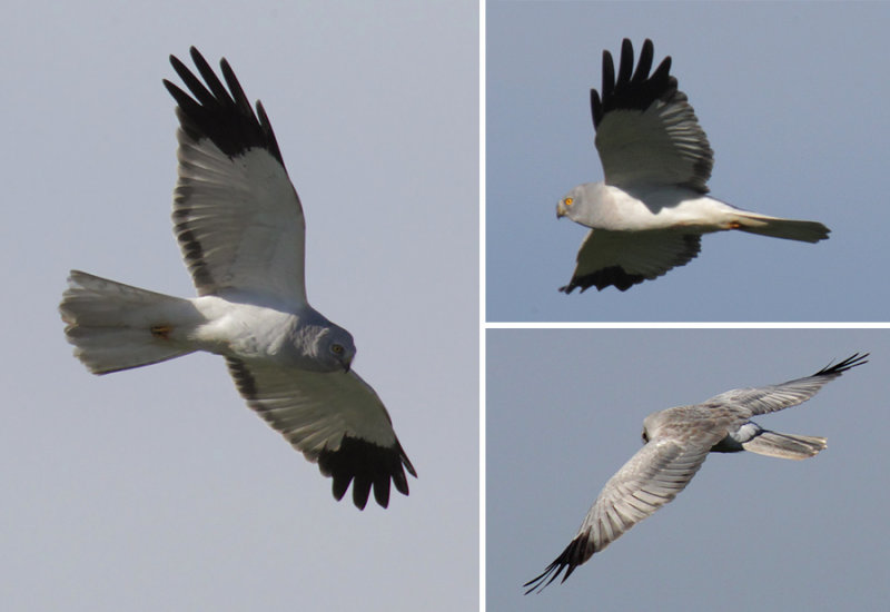 Hen harrier, Grancy, Switzerland, November 2012