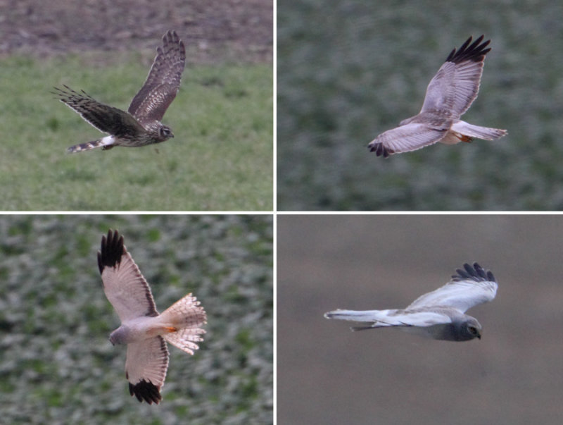 Hen harrier, Grancy, Switzerland, November 2012