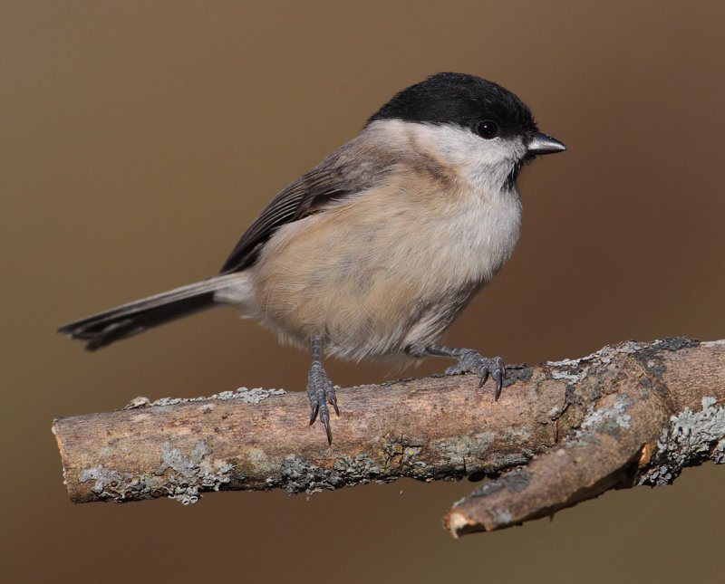 Marsh tit (peocile palustris), Ayer, Switzerland, November 2012