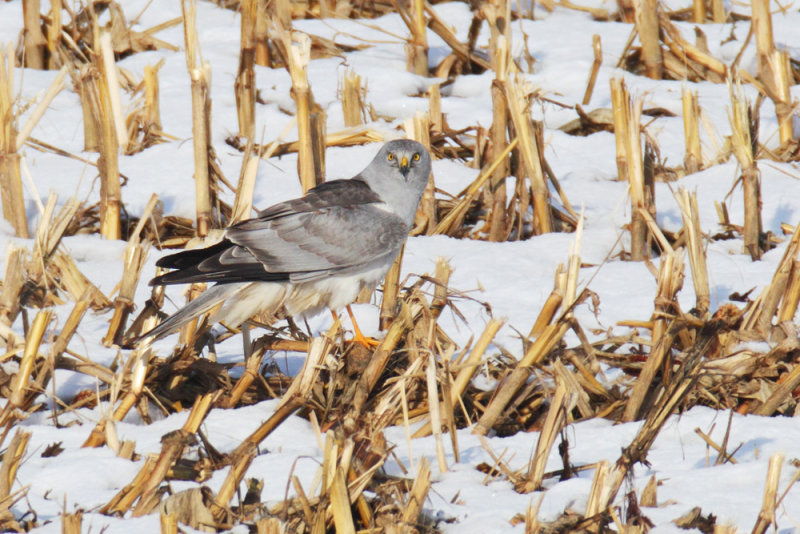 Hen harrier (circus cyaneus), Aclens, Switzerland, December 2012